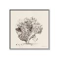 Picture of Coral Sketch II _GroupedProduct_Square_Canvas_Framed_