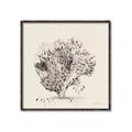 Picture of Coral Sketch II _GroupedProduct_Square_Canvas_Framed_