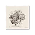 Picture of Coral Sketch II _GroupedProduct_Square_Canvas_Framed_