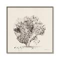Picture of Coral Sketch II _GroupedProduct_Square_Canvas_Framed_