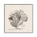 Picture of Coral Sketch II _GroupedProduct_Square_Canvas_Framed_