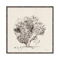 Picture of Coral Sketch II _GroupedProduct_Square_Canvas_Framed_