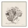 Picture of Coral Sketch II _GroupedProduct_Square_Canvas_Framed_