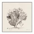Picture of Coral Sketch II _GroupedProduct_Square_Canvas_Framed_