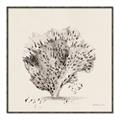 Picture of Coral Sketch II _GroupedProduct_Square_Canvas_Framed_