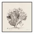 Picture of Coral Sketch II _GroupedProduct_Square_Canvas_Framed_