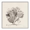Picture of Coral Sketch II _GroupedProduct_Square_Canvas_Framed_