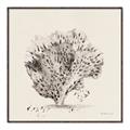 Picture of Coral Sketch II _GroupedProduct_Square_Canvas_Framed_