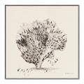 Picture of Coral Sketch II _GroupedProduct_Square_Canvas_Framed_