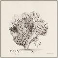 Picture of Coral Sketch II _GroupedProduct_Square_Canvas_Framed_