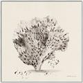 Picture of Coral Sketch II _GroupedProduct_Square_Canvas_Framed_
