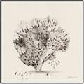 Picture of Coral Sketch II _GroupedProduct_Square_Canvas_Framed_