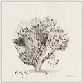 Picture of Coral Sketch II _GroupedProduct_Square_Canvas_Framed_