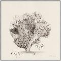 Picture of Coral Sketch II _GroupedProduct_Square_Canvas_Framed_