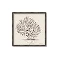 Picture of Coral Sketch I _GroupedProduct_Square_Canvas_Framed_