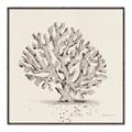 Picture of Coral Sketch I _GroupedProduct_Square_Canvas_Framed_