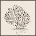 Picture of Coral Sketch I _GroupedProduct_Square_Canvas_Framed_