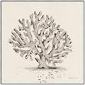 Picture of Coral Sketch I _GroupedProduct_Square_Canvas_Framed_
