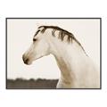 Picture of White Beauty _GroupedProduct_Rectangle_Landscape_Photography _GroupedProduct_Rectangle_Landscape_Canvas_Framed_