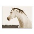 Picture of White Beauty _GroupedProduct_Rectangle_Landscape_Photography _GroupedProduct_Rectangle_Landscape_Canvas_Framed_