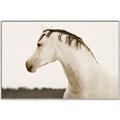 Picture of White Beauty _GroupedProduct_Rectangle_Landscape_Photography _GroupedProduct_Rectangle_Landscape_Canvas_Framed_