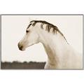 Picture of White Beauty _GroupedProduct_Rectangle_Landscape_Photography _GroupedProduct_Rectangle_Landscape_Canvas_Framed_