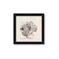 Picture of Coral Sketch II _GroupedProduct_Square_Framed_Matted_