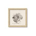Picture of Coral Sketch II _GroupedProduct_Square_Framed_Matted_