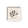 Picture of Coral Sketch II _GroupedProduct_Square_Framed_Matted_