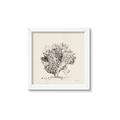Picture of Coral Sketch II _GroupedProduct_Square_Framed_Matted_