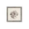 Picture of Coral Sketch II _GroupedProduct_Square_Framed_Matted_