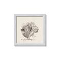 Picture of Coral Sketch II _GroupedProduct_Square_Framed_Matted_