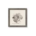 Picture of Coral Sketch II _GroupedProduct_Square_Framed_Matted_