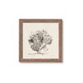 Picture of Coral Sketch II _GroupedProduct_Square_Framed_Matted_