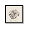 Picture of Coral Sketch II _GroupedProduct_Square_Framed_Matted_