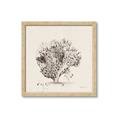 Picture of Coral Sketch II _GroupedProduct_Square_Framed_Matted_