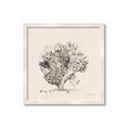 Picture of Coral Sketch II _GroupedProduct_Square_Framed_Matted_