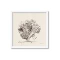 Picture of Coral Sketch II _GroupedProduct_Square_Framed_Matted_