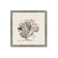 Picture of Coral Sketch II _GroupedProduct_Square_Framed_Matted_