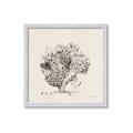 Picture of Coral Sketch II _GroupedProduct_Square_Framed_Matted_