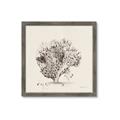Picture of Coral Sketch II _GroupedProduct_Square_Framed_Matted_