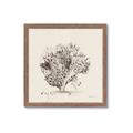 Picture of Coral Sketch II _GroupedProduct_Square_Framed_Matted_