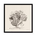 Picture of Coral Sketch II _GroupedProduct_Square_Framed_Matted_