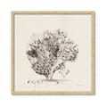 Picture of Coral Sketch II _GroupedProduct_Square_Framed_Matted_