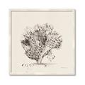 Picture of Coral Sketch II _GroupedProduct_Square_Framed_Matted_