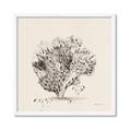 Picture of Coral Sketch II _GroupedProduct_Square_Framed_Matted_