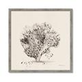 Picture of Coral Sketch II _GroupedProduct_Square_Framed_Matted_