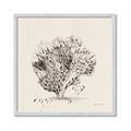 Picture of Coral Sketch II _GroupedProduct_Square_Framed_Matted_