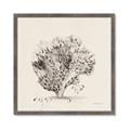 Picture of Coral Sketch II _GroupedProduct_Square_Framed_Matted_