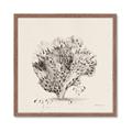 Picture of Coral Sketch II _GroupedProduct_Square_Framed_Matted_